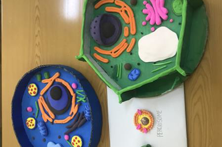 Mô hình tế bào (Sinh học 10)