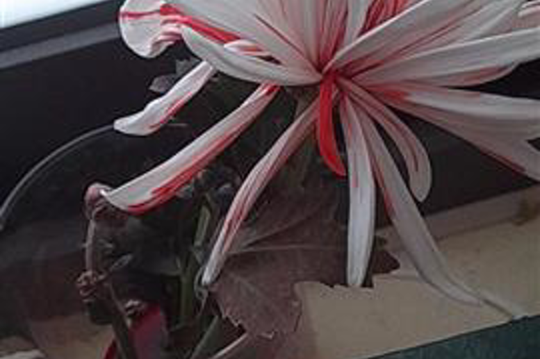 Sự vận chuyển các chất trong cây (Sinh học 11)